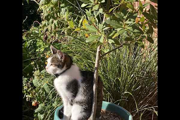 House sit in Hindhead, United Kingdom