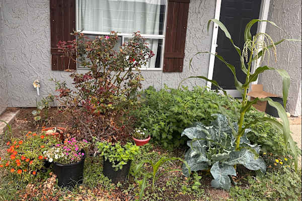 House sit in College Station, TX, US