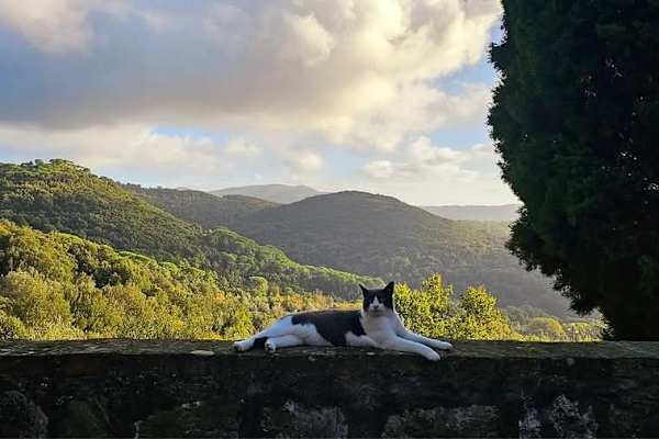 House sit in Montecatini Val di Cecina, Italy