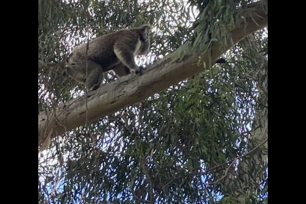 House sit in Adelaide, SA, Australia