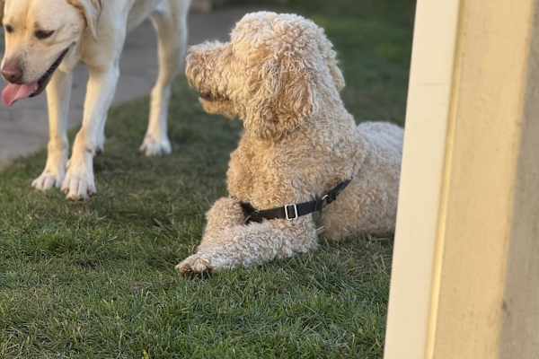 House sit in Lincoln, NE, US