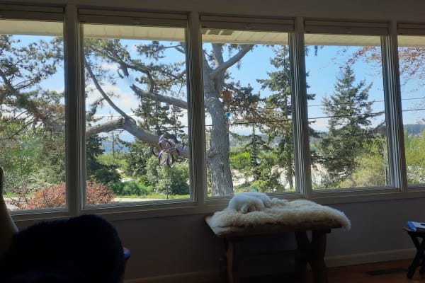 House sit in Port Townsend, WA, US