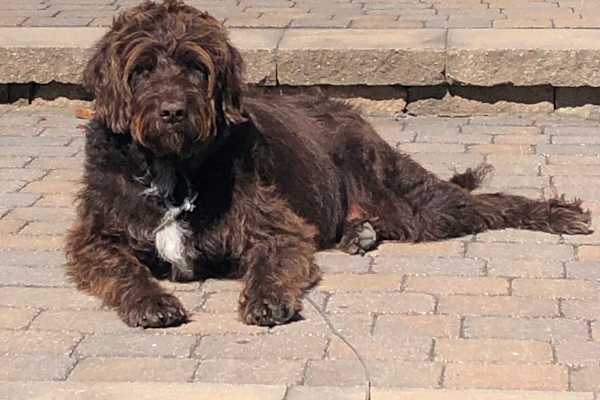 House sit in Westport, ON, Canada