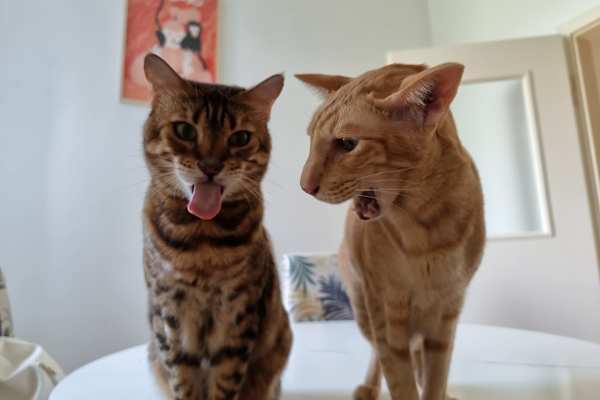 House sit in Köln, Germany