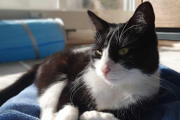 House sit in Gilching, Germany