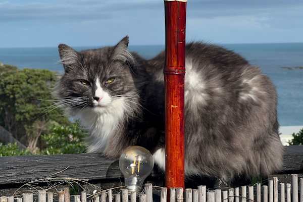 House sit in Wellington, New Zealand