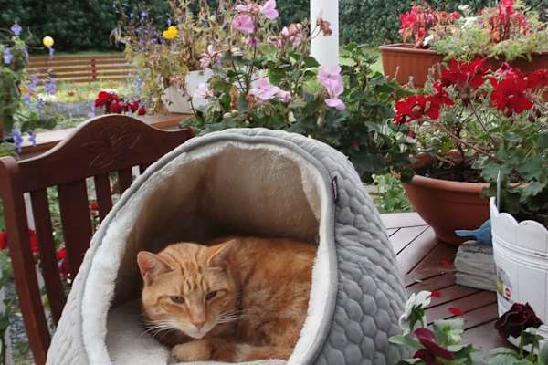 House sit in Kilfenora, Ireland