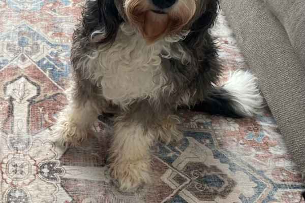 House sit in Hilo, HI, US