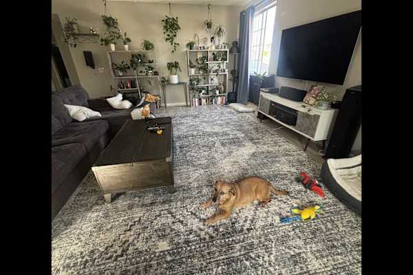 House sit in Marina del Rey, CA, US