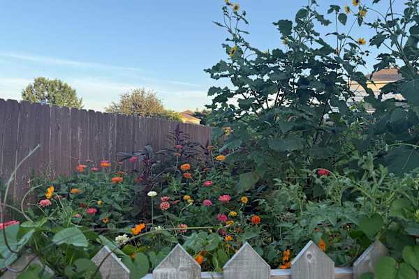 House sit in Fort Worth, TX, US