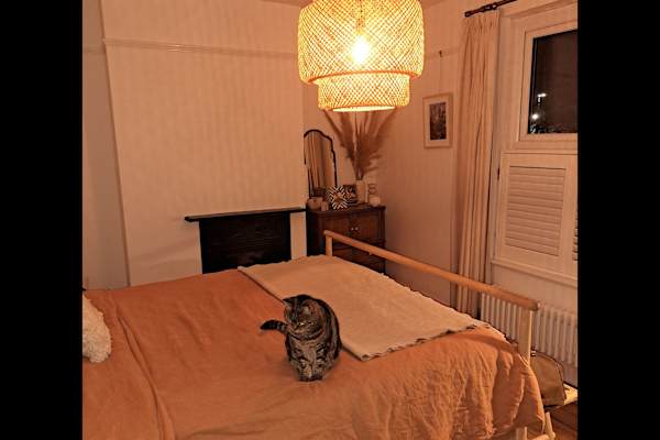 House sit in Southampton, United Kingdom
