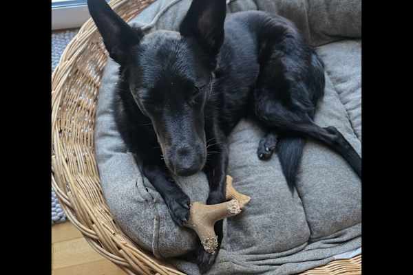 House sit in Heidelberg, Germany