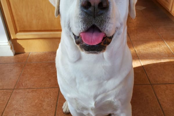 house sitting jobs wilmington nc House sit in Wilmington, NC, US