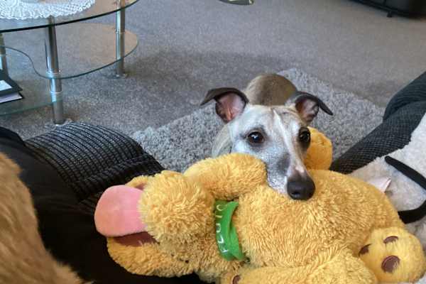 House sit in Thornhill, United Kingdom