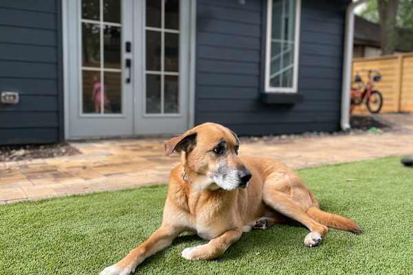 House sit in Atlanta, GA, US