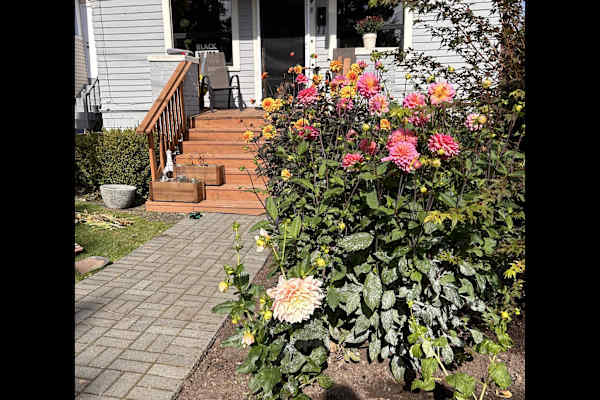 House sit in Phinney Ridge, WA, US