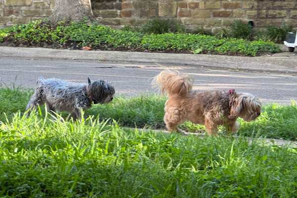 House sit in Dallas, TX, US