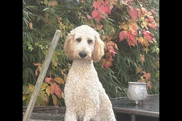 House sit in London, United Kingdom