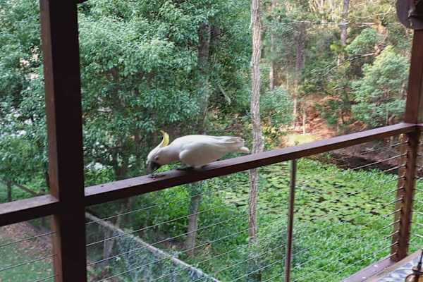 House sit in Brisbane, QLD, Australia