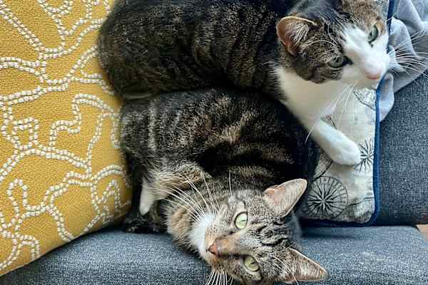 House sit in Philadelphia, PA, US