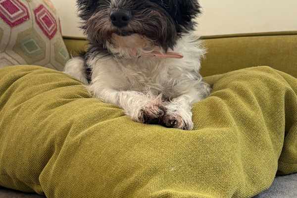 House sit in Mytchett, United Kingdom