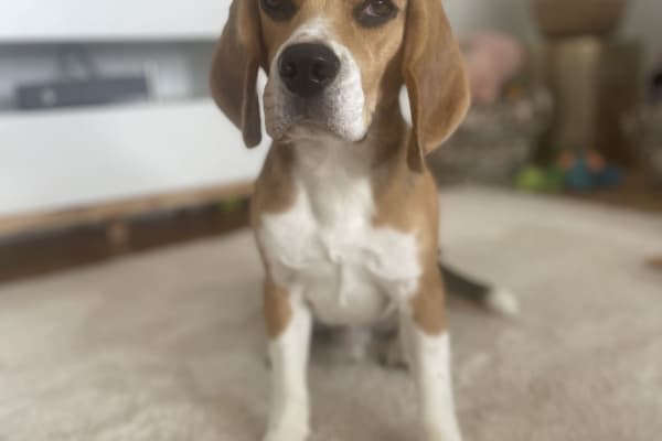 House sit in Wiesbaden, Germany