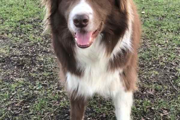 House sit in Berkhamsted, United Kingdom