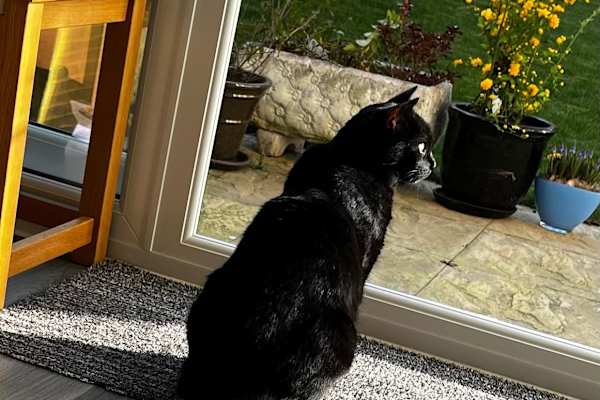 House sit in Canterbury, United Kingdom