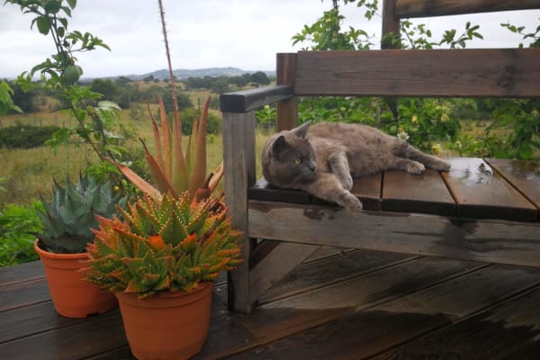 House sit in Grândola, Portugal