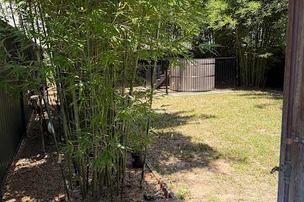 House sit in Gold Coast, QLD, Australia