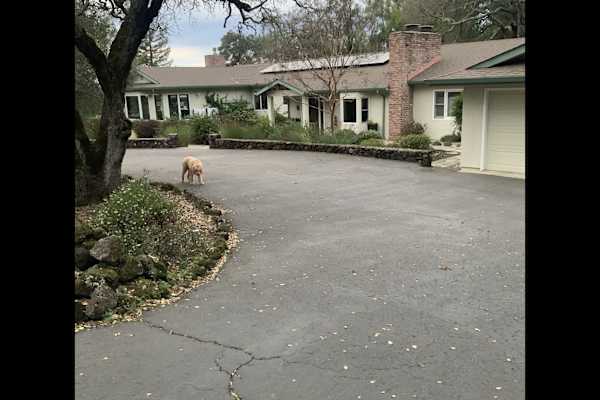 House sit in Napa, CA, US