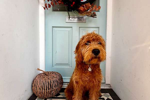 House sit in Teddington, United Kingdom