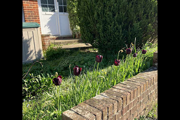 House sit in Winchester, United Kingdom