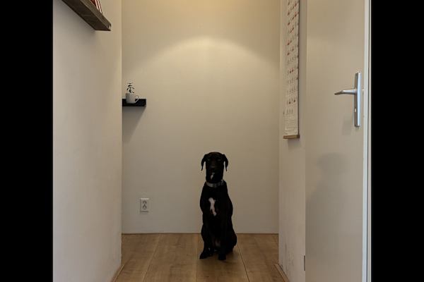 House sit in Amsterdam, Netherlands