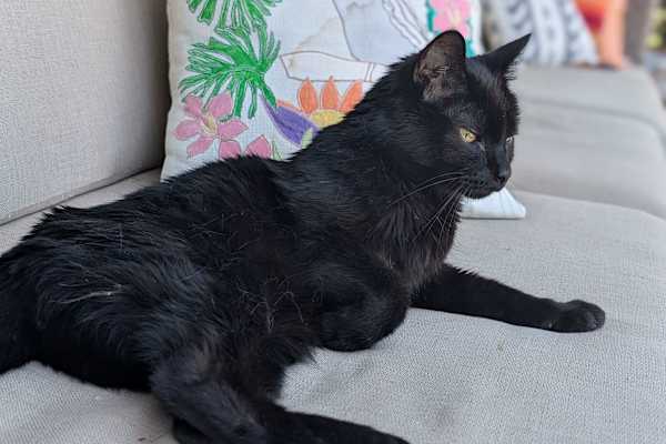 House sit in Ashland, OR, US