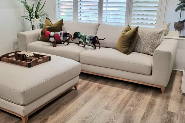 House sit in Campbelltown, NSW, Australia