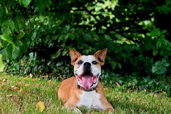 House sit in Arklow, Ireland