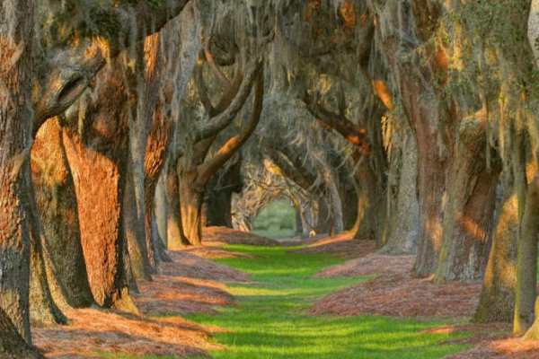 House sit in Saint Simons Island, GA, US