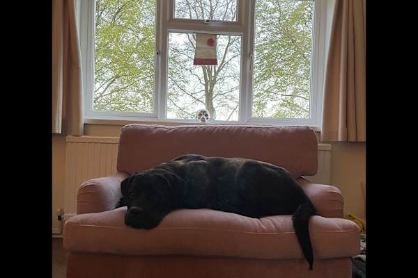 House sit in Winchester, United Kingdom
