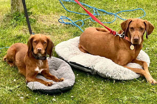 House sit in Hampsthwaite, United Kingdom