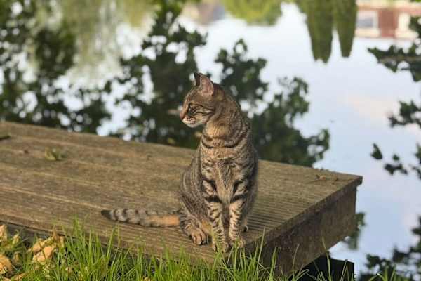 House sit in Gouda, Netherlands