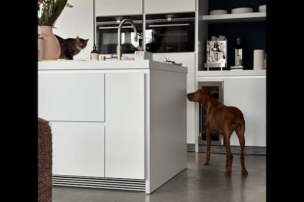 House sit in Hilversum, Netherlands