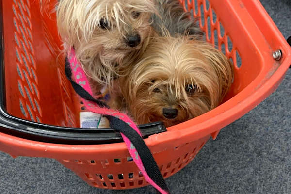 House sit in Boston, MA, US