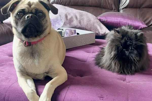 House sit in Ottawa, ON, Canada