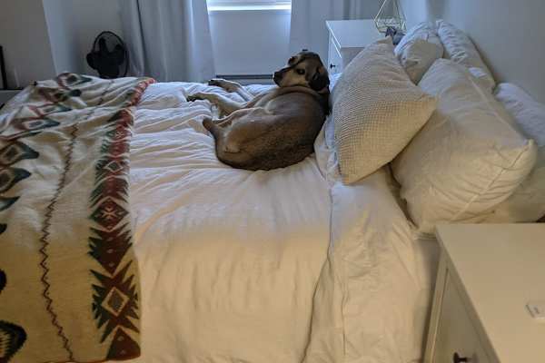 House sit in Squamish, BC, Canada