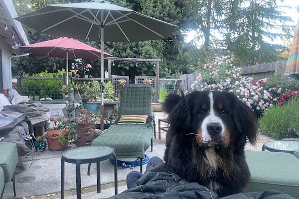 House sit in Auburn, CA, US