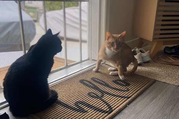 House sit in Los Angeles, CA, US