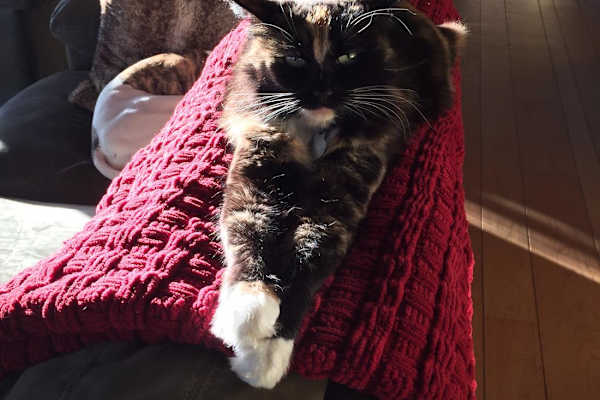 House sit in Walnut Creek, CA, US