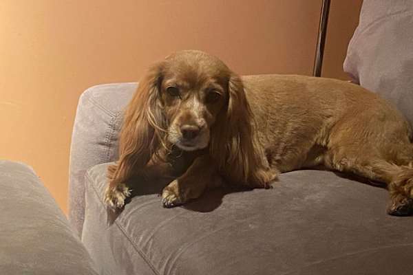 House sit in Santa Fe, NM, US