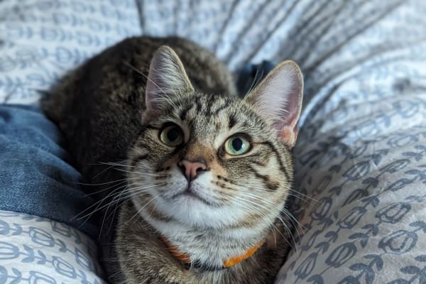 House sit in Camberwell, United Kingdom